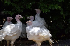 Turkey meat farming in Australia