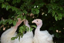 Turkey meat farming in Australia